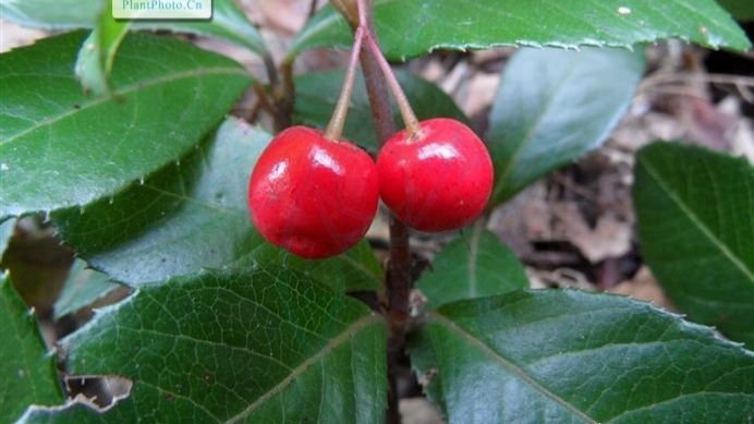 紫金牛是藤条植物吗,紫金牛科紫金牛属的植物特点