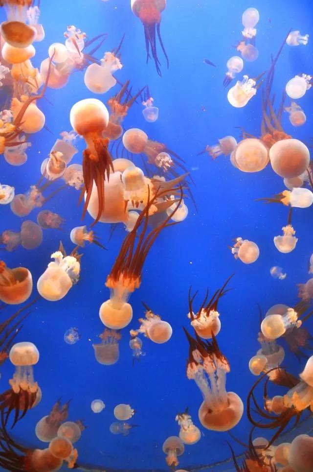 海底世界高清大图壁纸,手机动态海底世界鱼壁纸