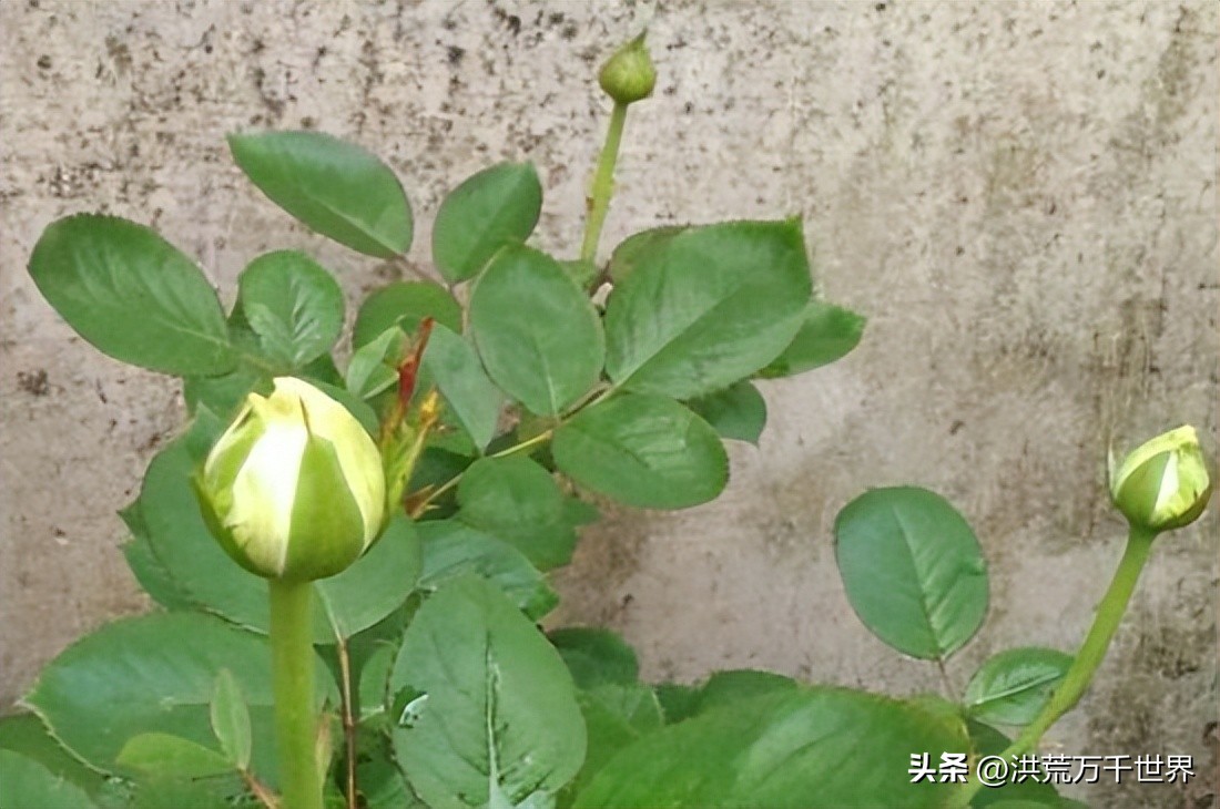 玫瑰花苞开不了怎么回事,月季玫瑰怎么养才能开更多花苞