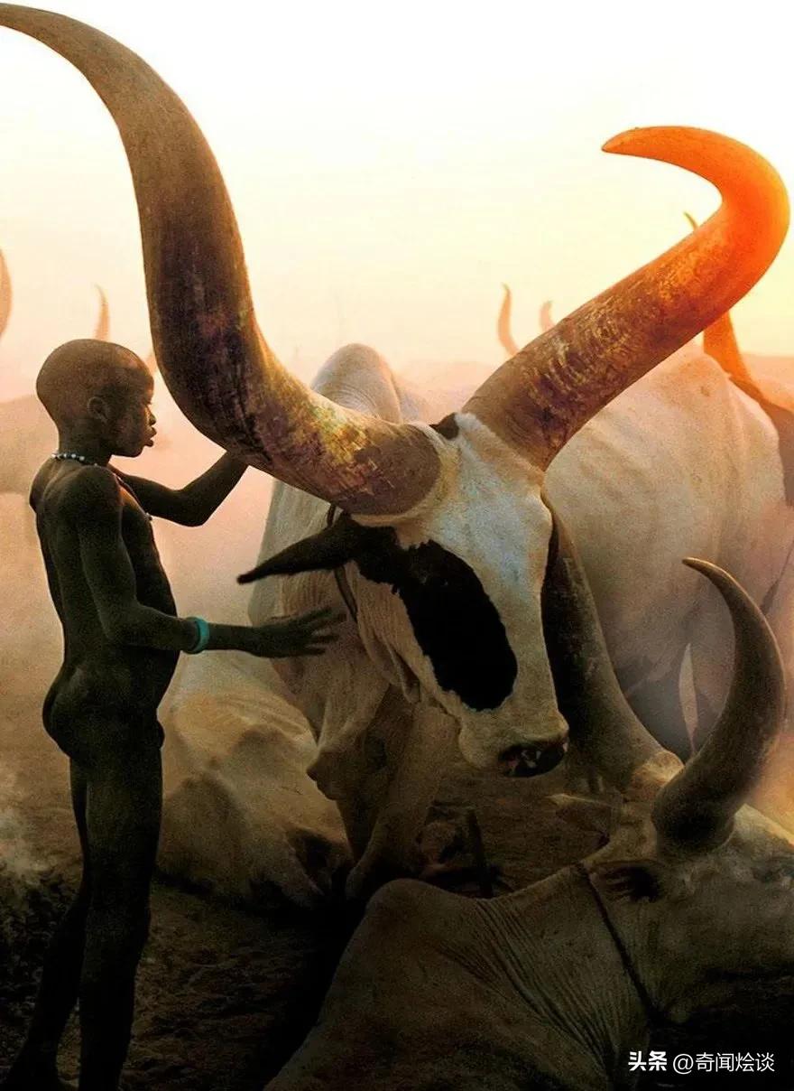 巨蟒捕食真实视频,巨蟒捕食鬣狗视频大全