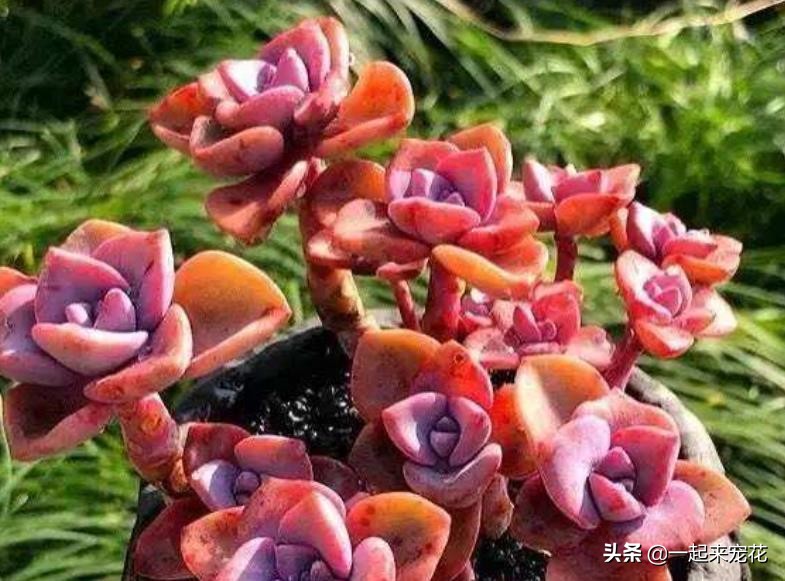 喜欢多肉就养这6种,多肉彩虹糖怎么养