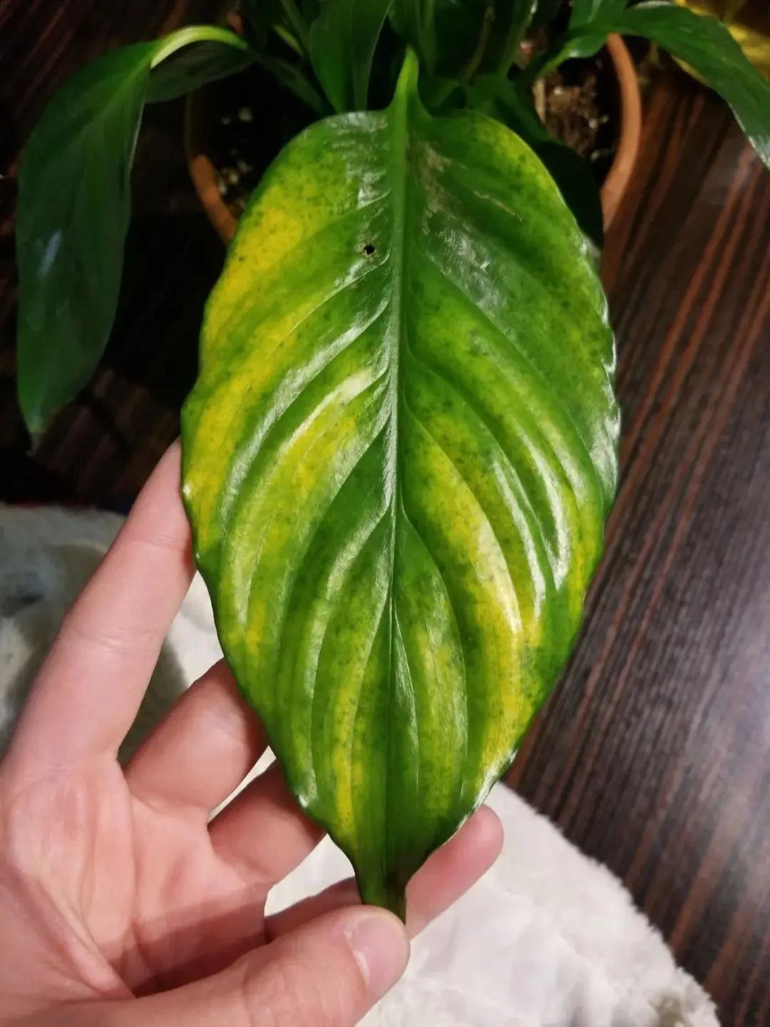 白掌花叶子发黄怎么办,白掌花叶子发黄怎么回事