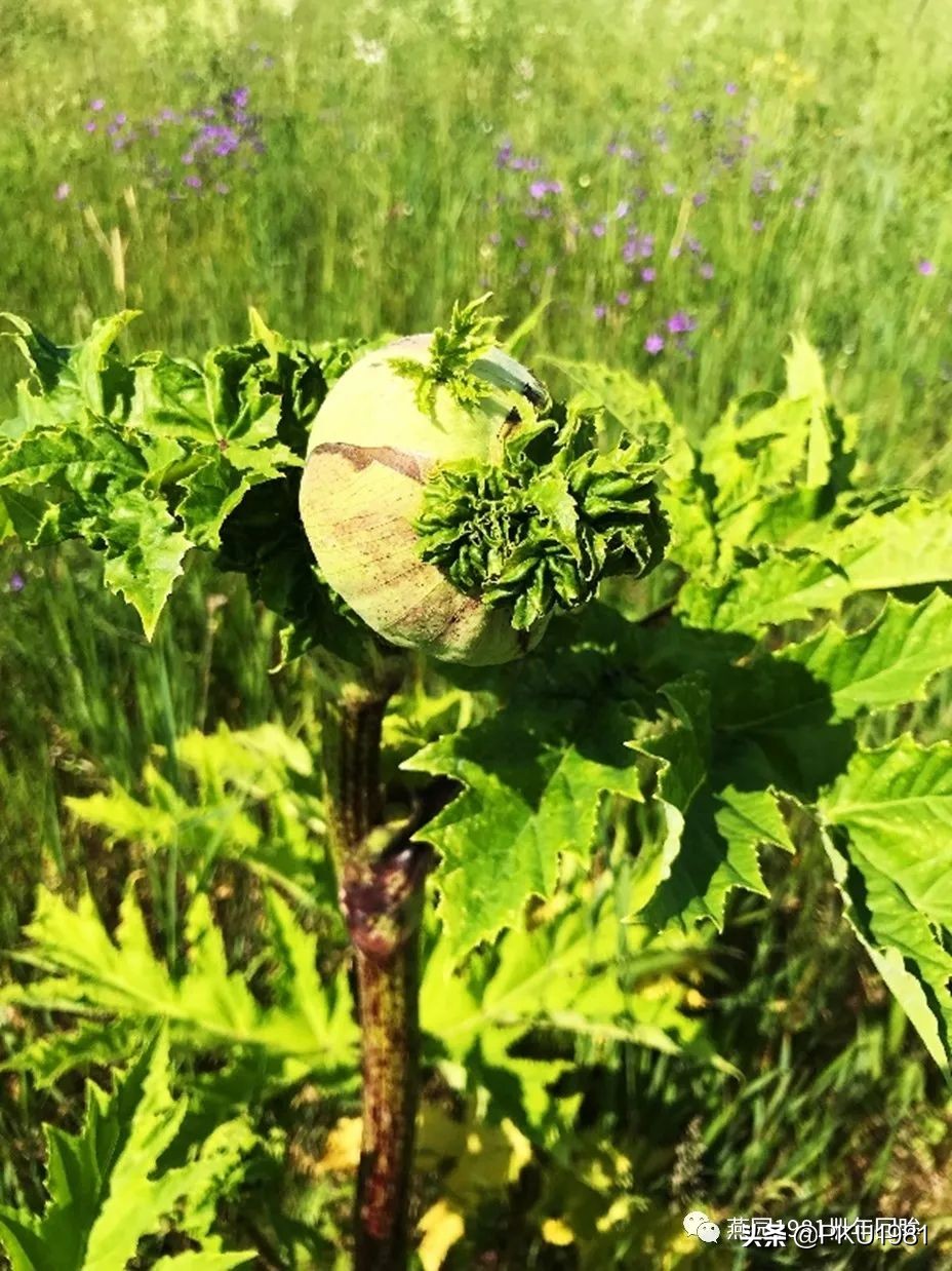 俄罗斯8天跟团游记,俄罗斯跟团旅游游记