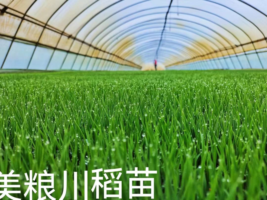 怎么辨认真正五常大米,五常大米稻花香2号如何辨别真假