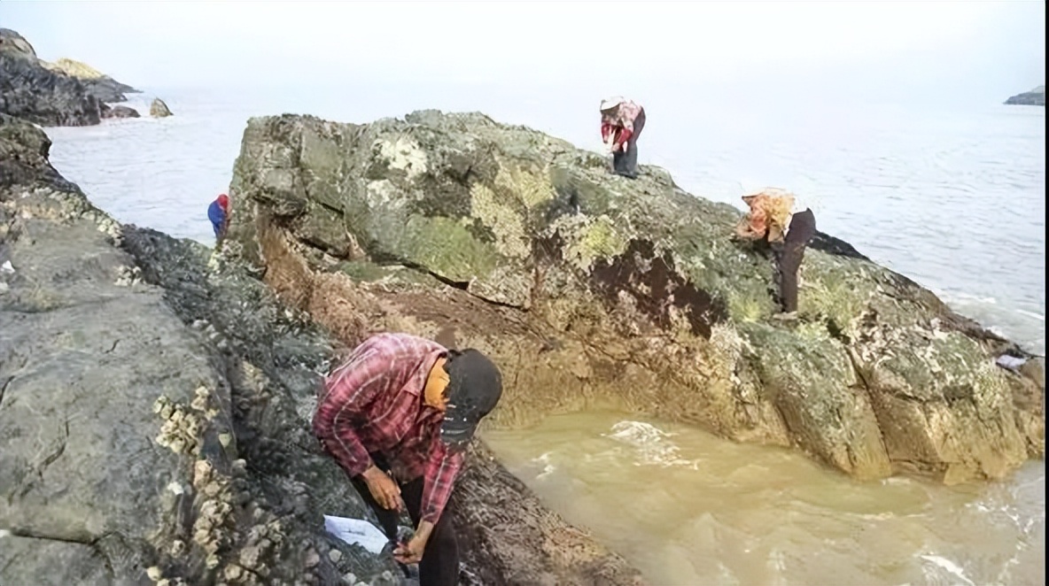 在浙江吃藤壶，还以为吞了个鬼手