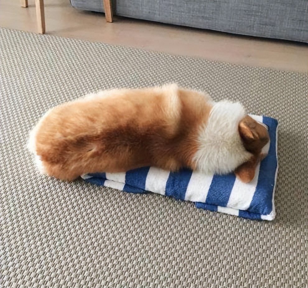 柯基犬生产前呕吐,柯基犬呕吐怎么办