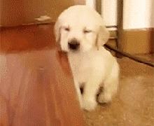 养狗小技巧之拉布拉多怎么训练,养狗新手入门必知拉布拉多怎么养