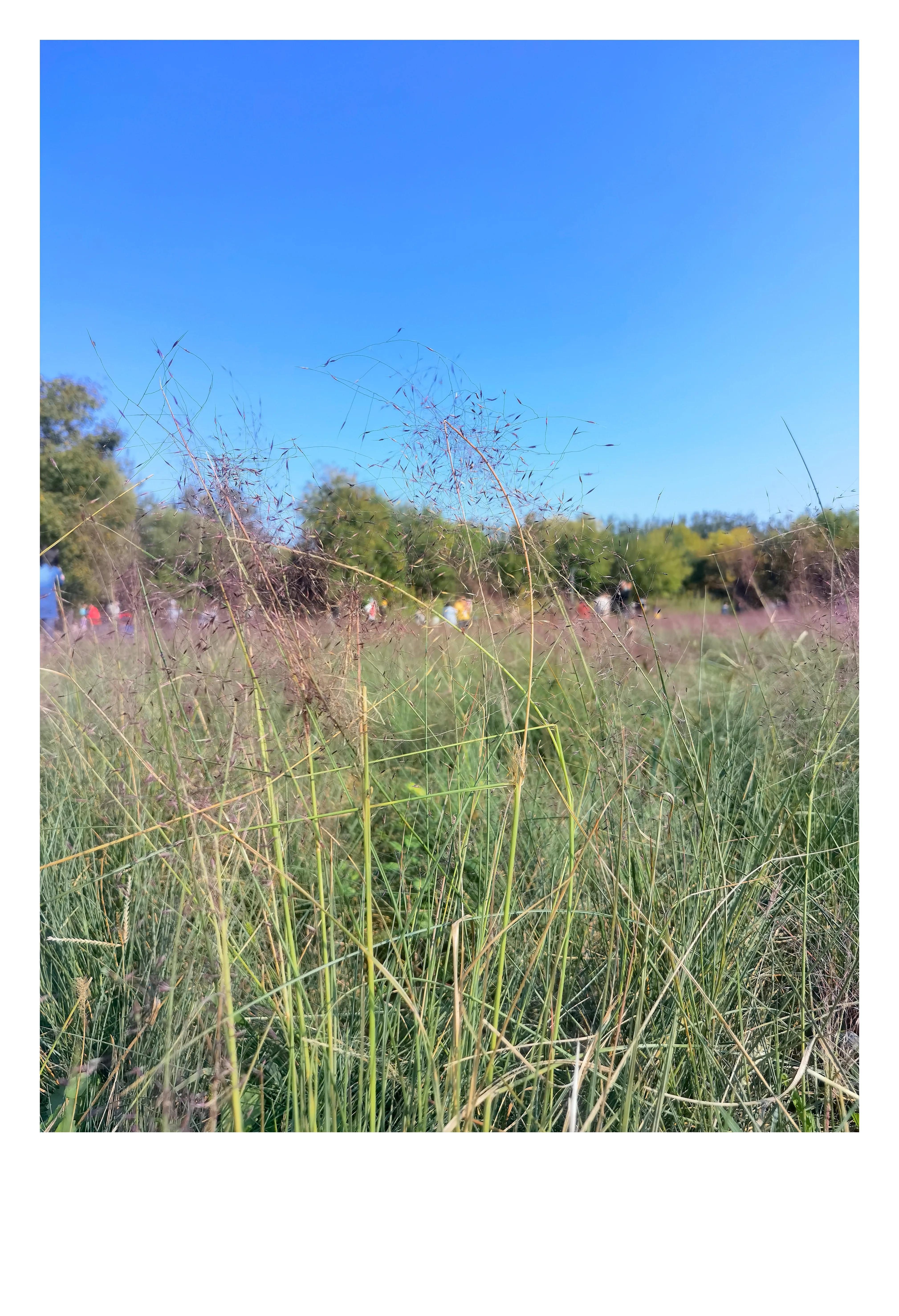 奥森公园里秋意图片,奥森公园的秋花也很漂亮