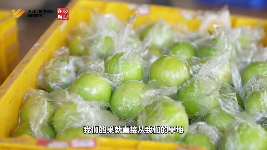 当日摘,明日达,海南蜜枣坐上社区电商“快车”!