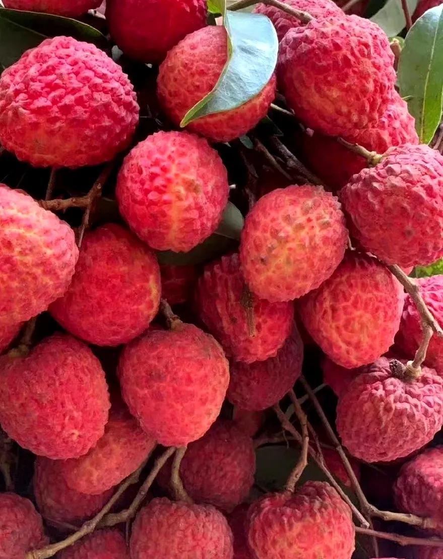 “水晶细嚼甜于蜜,满口生香玉露漙”,夏日里的荔枝又鲜又红又甜