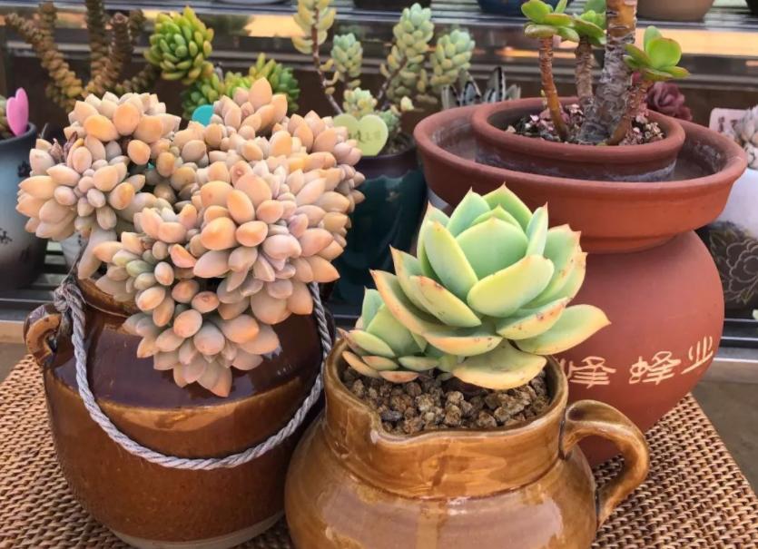 多肉干瘪了是为什么,多肉叶片发皱萎缩干瘪什么原因