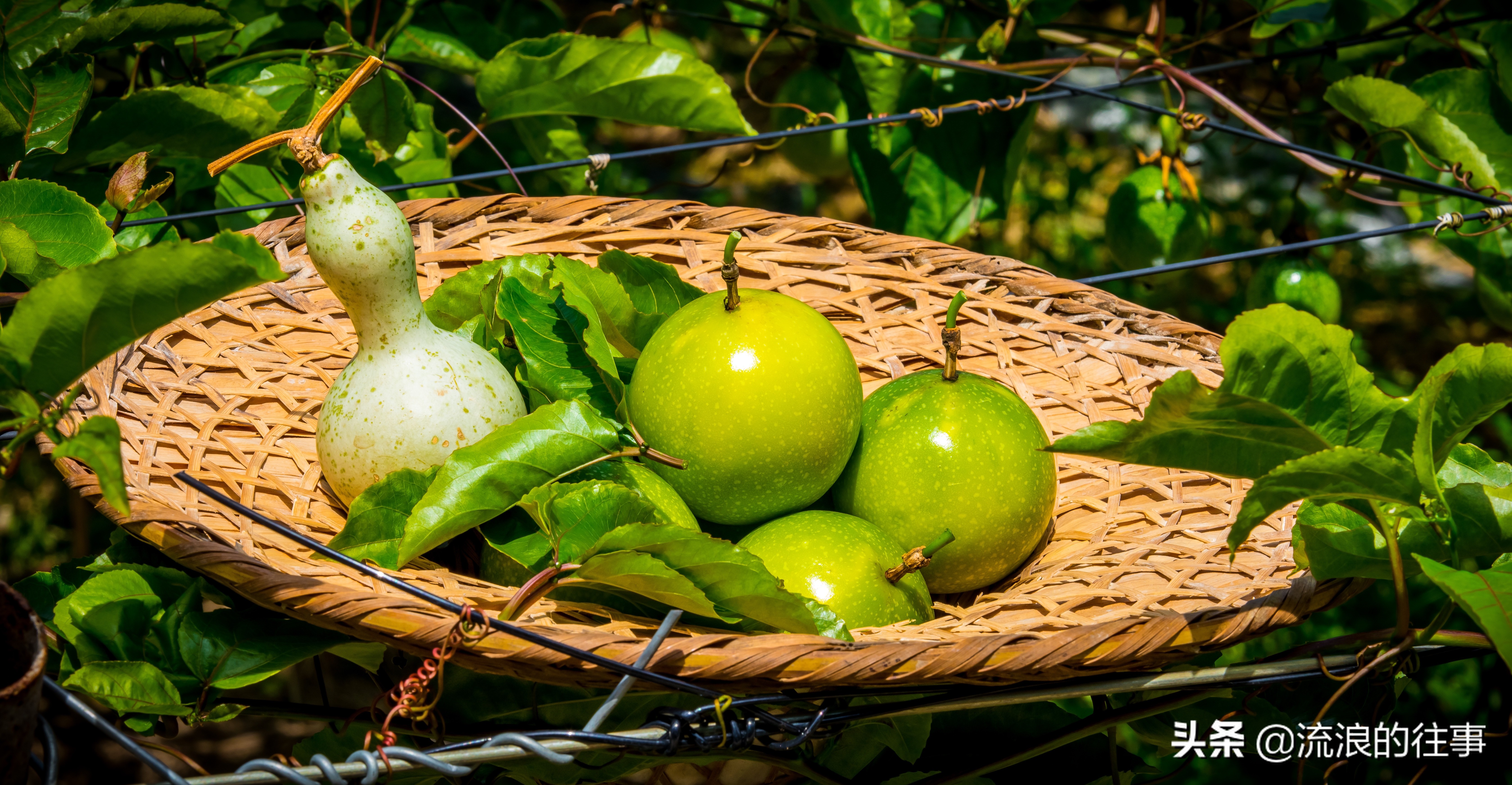 如何区分各品种的黄金百香果,黄金百香果与紫皮百香果功效