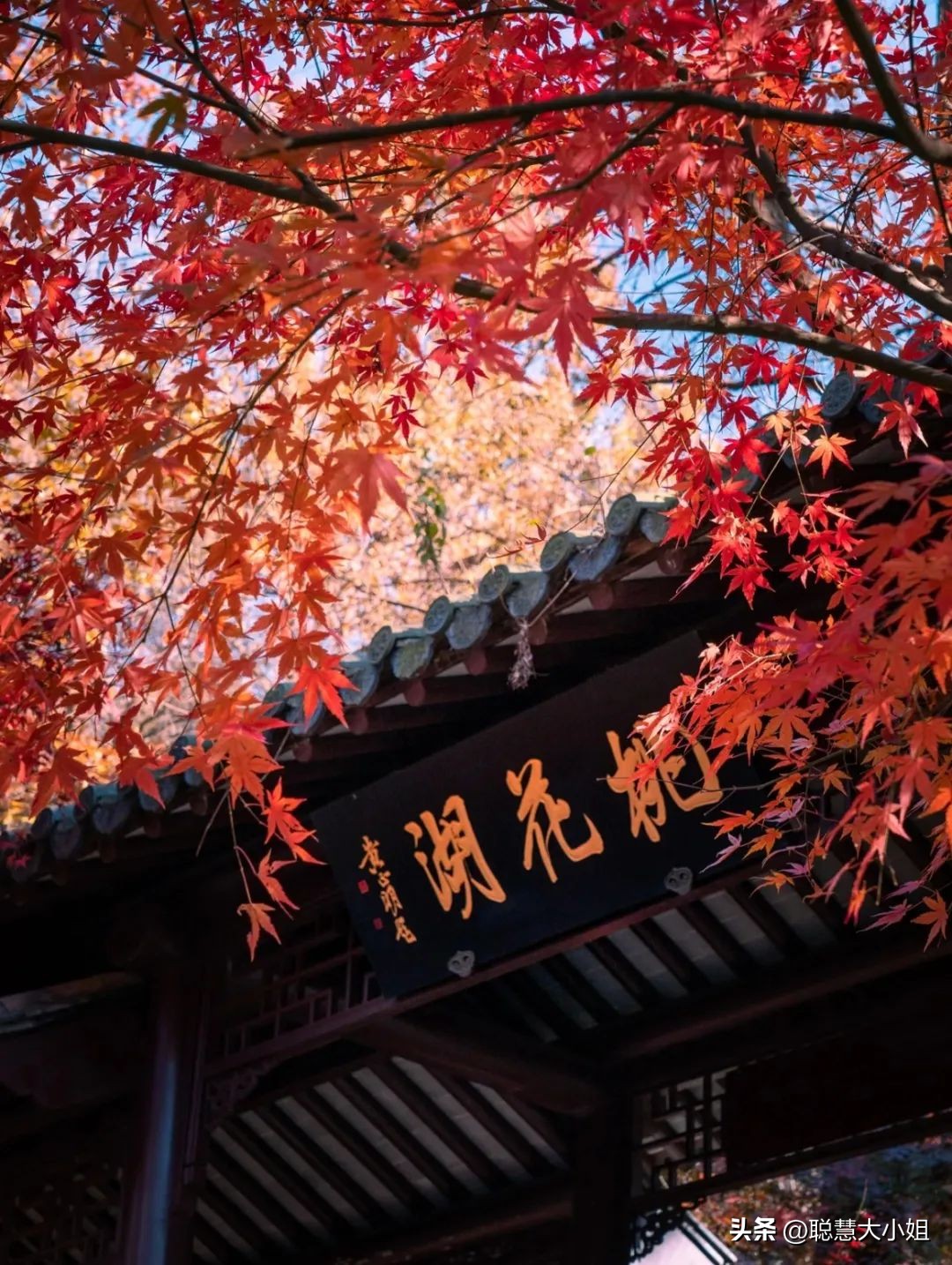 南京赏秋枫叶,南京秋天赏枫叶好去处