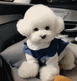 建议新手省钱养的10种狗,建议穷人新手养的10种狗