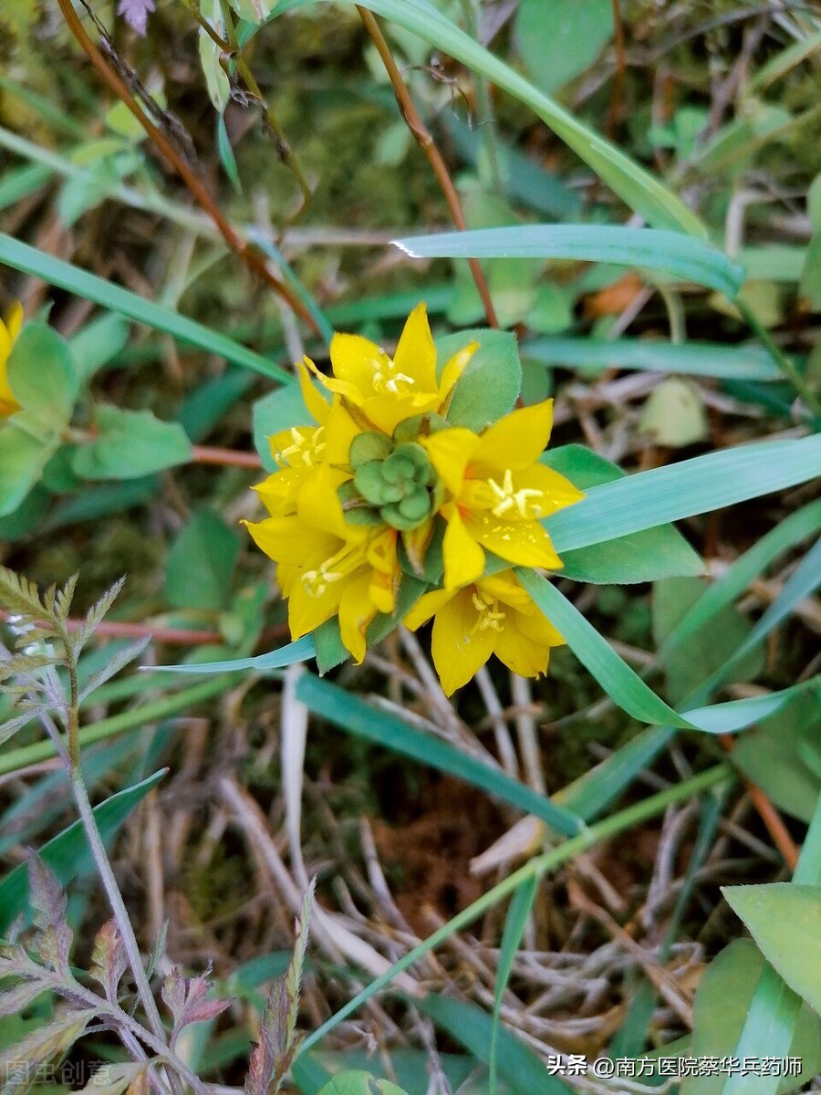过路黄是清热解毒吗,过路黄草药可以去结石吗