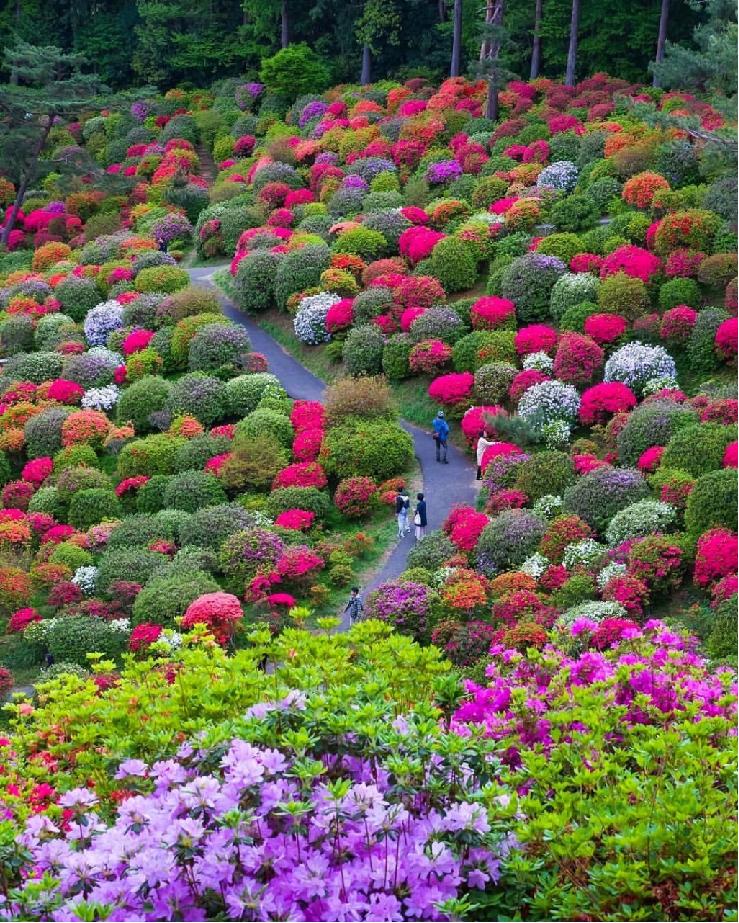 那些被我们忽略的风景,球球景观