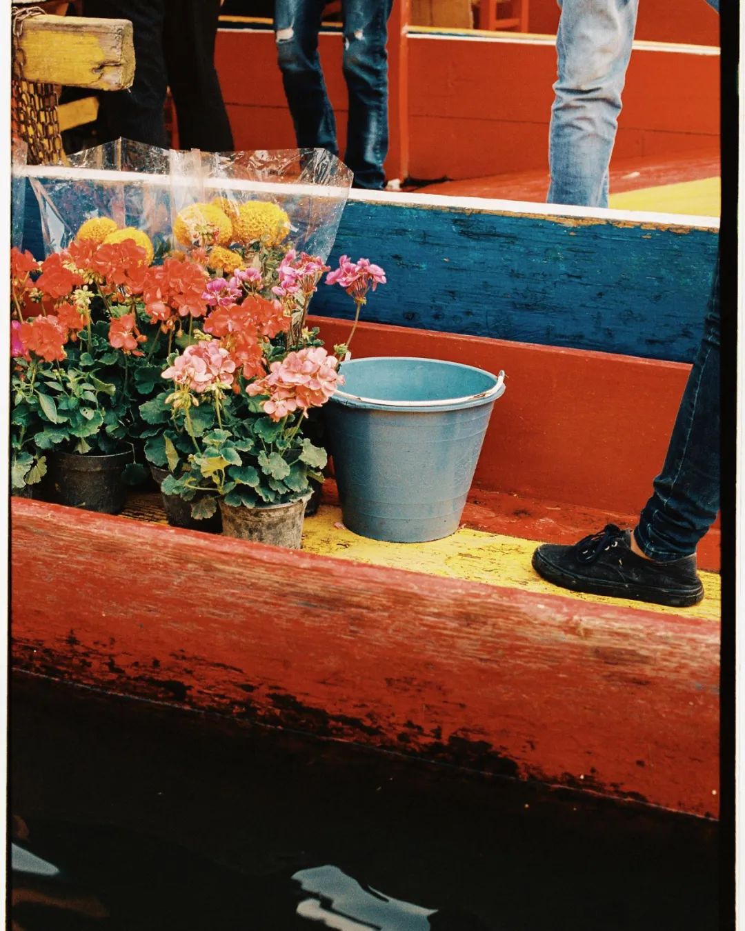 她拍的花，也太好看了