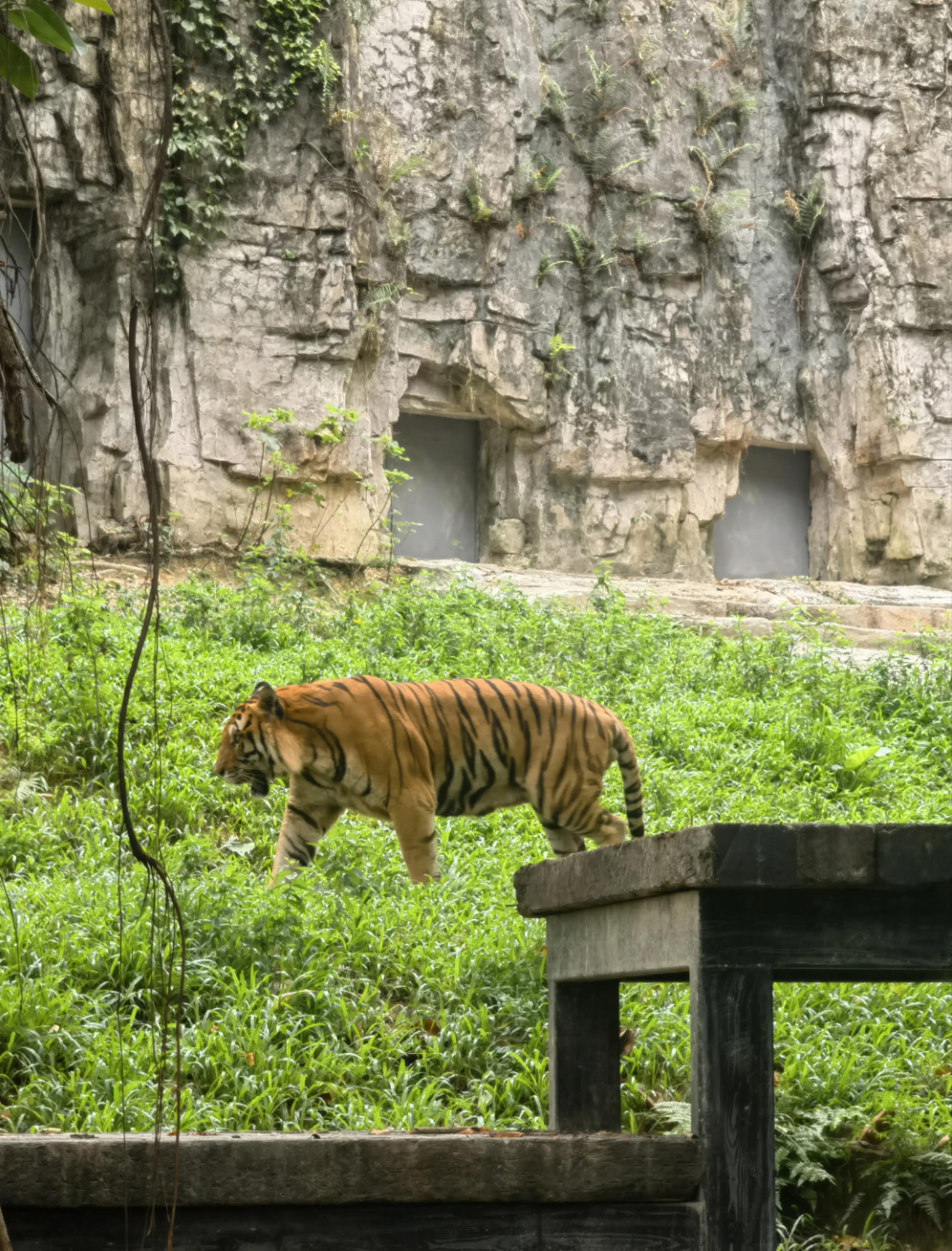 世界上唯一的夜间野生动物园,中国最好的北极熊动物园