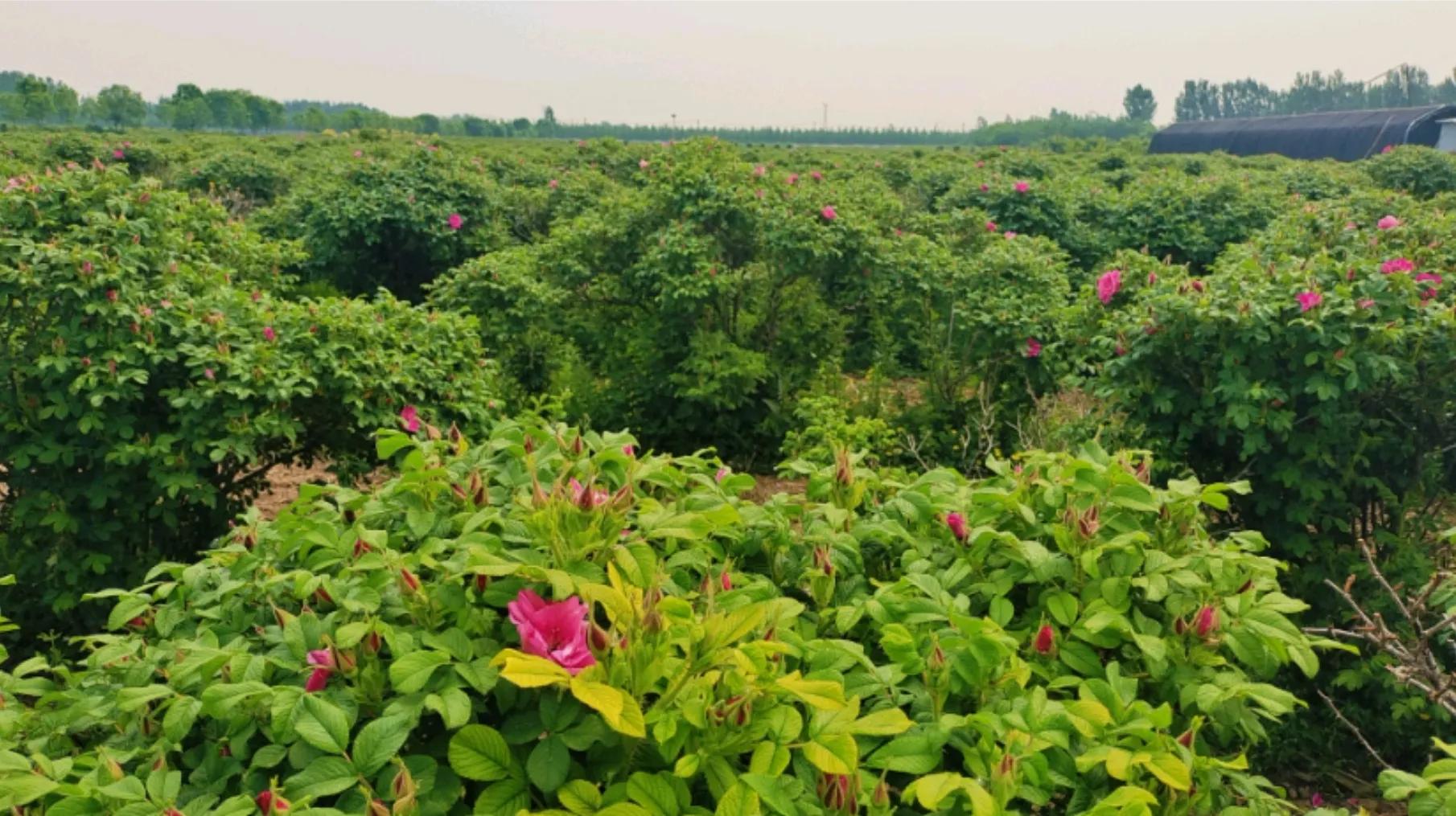 宝坻味儿,舌尖上的乡村振兴之路