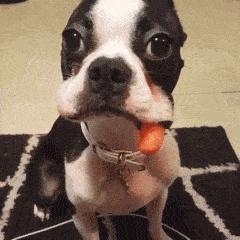 小鳄龟为啥养着养着就断尾了,以前不理解别人养宠物