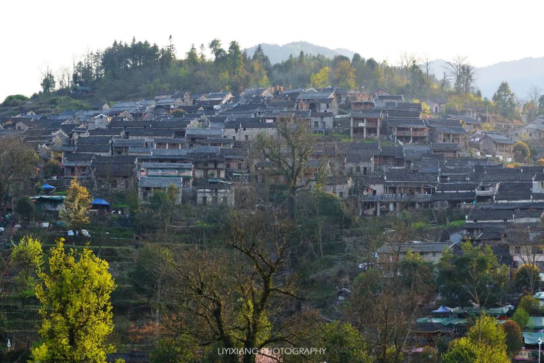 清远鸡什么地方最好,清远鸡冷知识