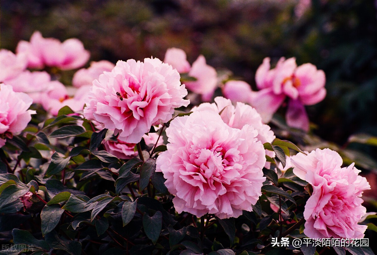 院子种什么花最好风水最旺,院子适合种什么树或花风水好