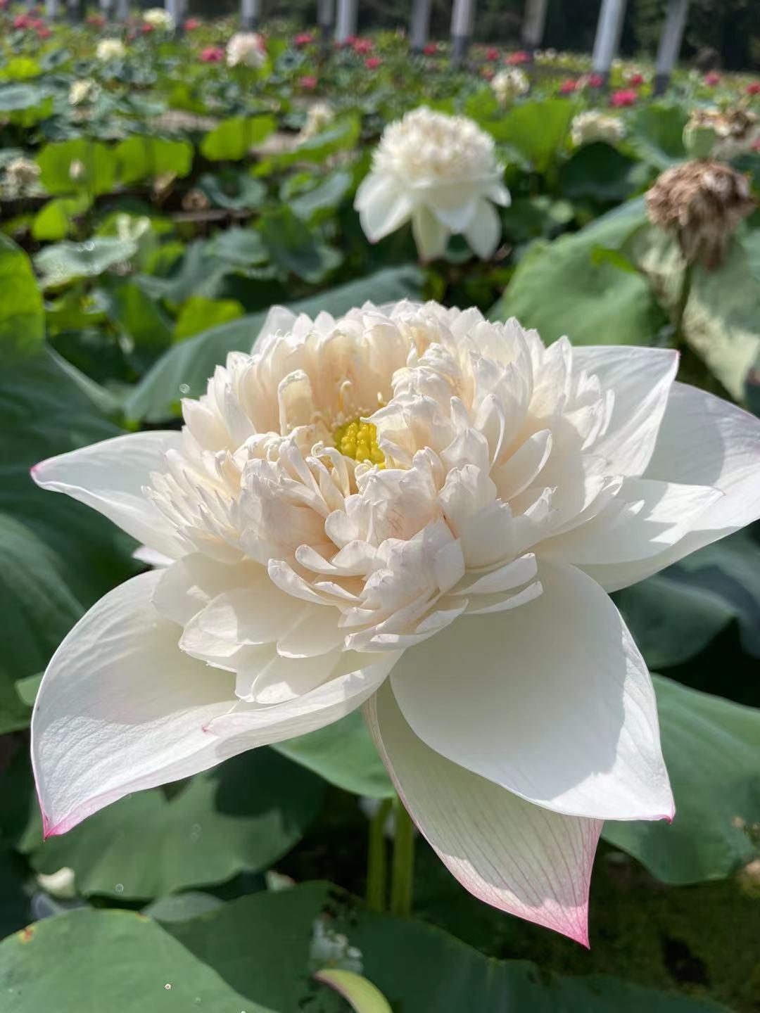荷花种植什么品种好看,荷花种植范围有哪些品种