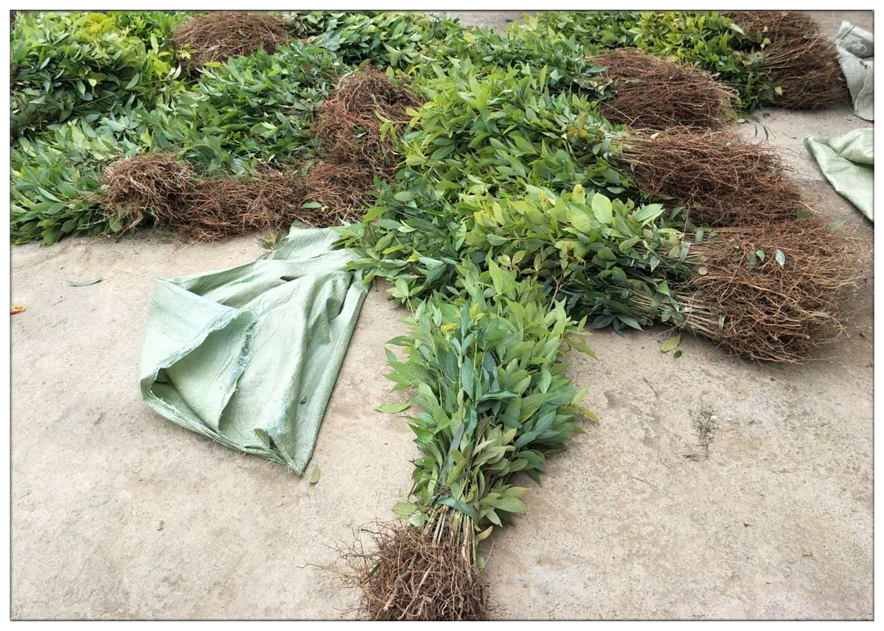 金丝楠木有多贵树苗才12元一棵,金丝楠木树一棵苗多少价格