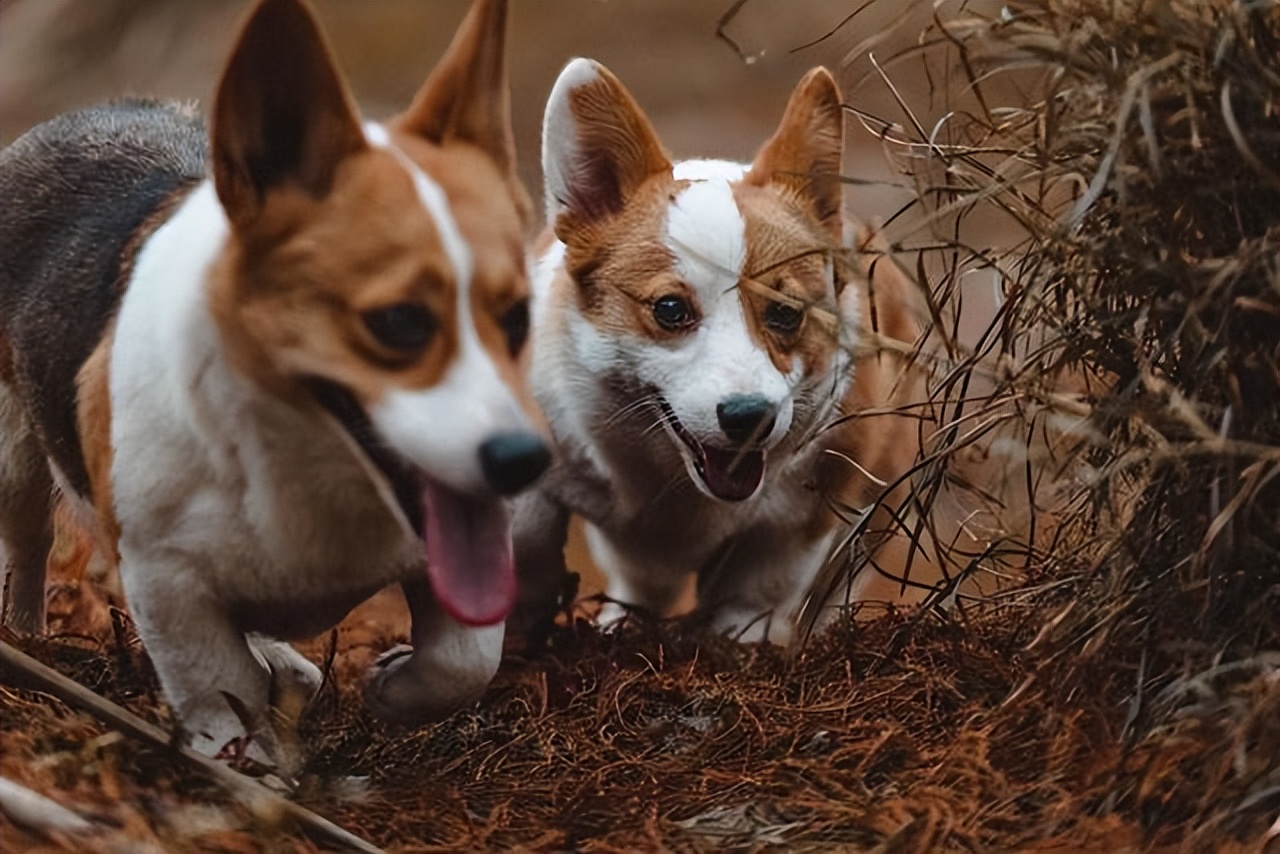 狗吃了老鼠药一般多久熬过危险期,狗误食老鼠药多久证明过了危险期
