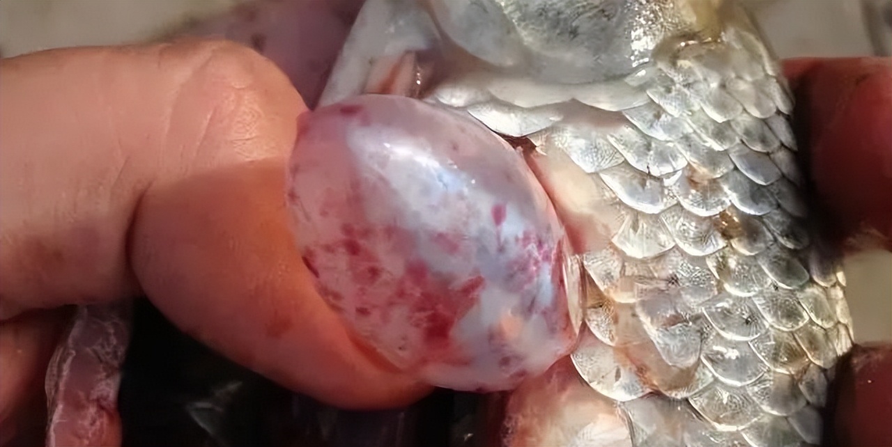 鲫鱼鳃出血是什么原因,鲫鱼鳃出血能用石灰吗