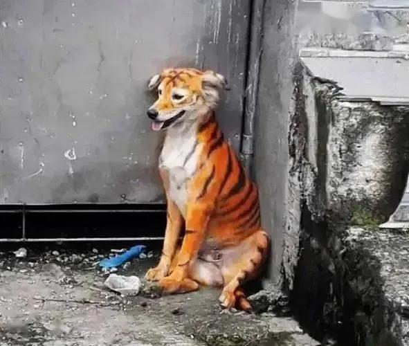 狗子去动物园看见老虎的反应,老虎见到狗子和狗子的反应