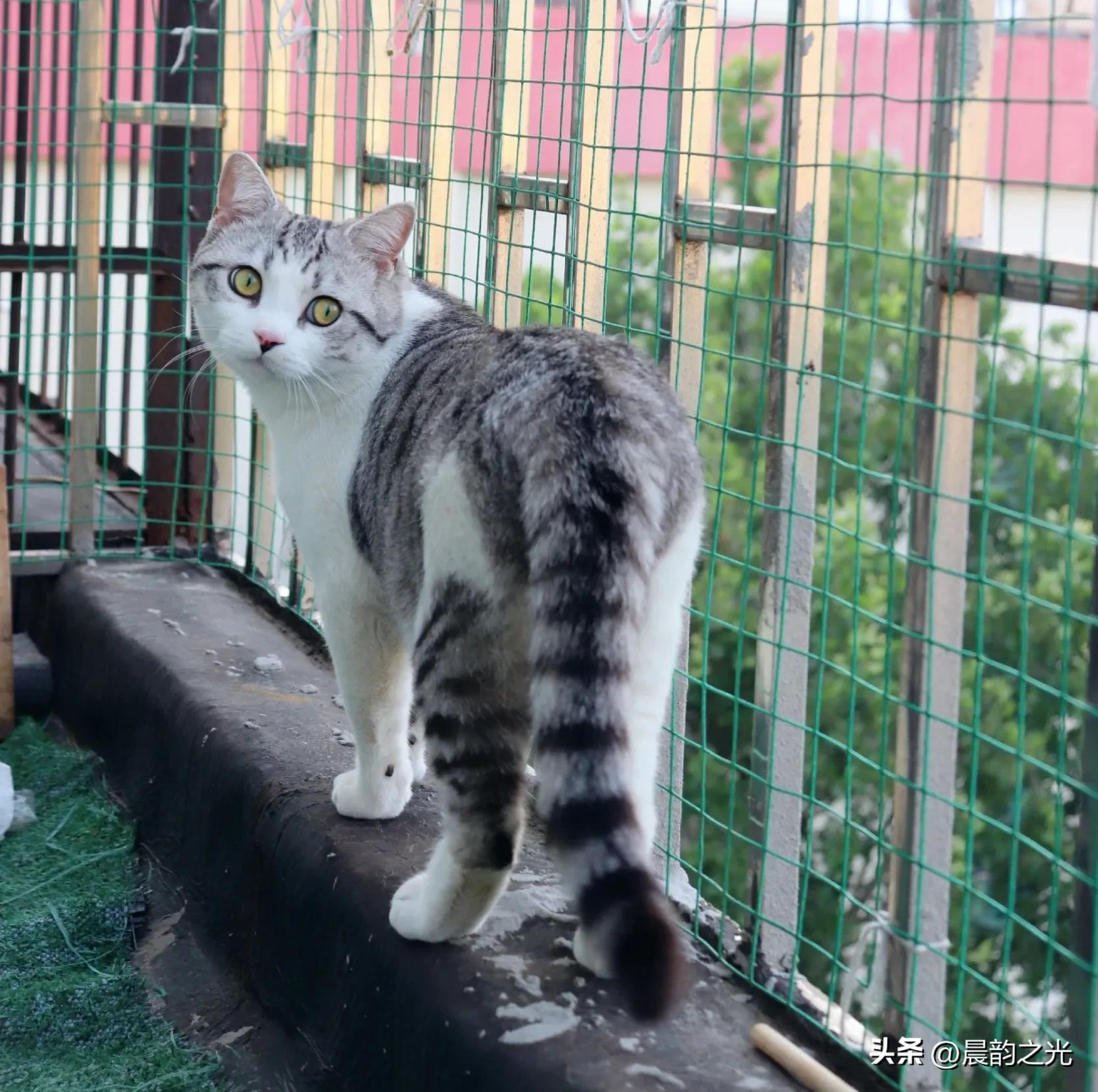 几百块钱买的猫靠谱吗,几百块的猫是真的吗