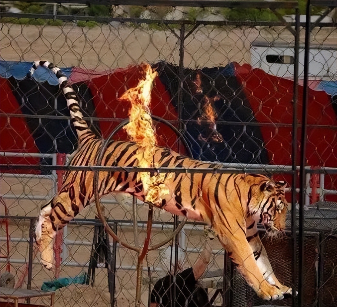 6岁公主活成“脚链囚徒”，背后的动物表演让人心疼