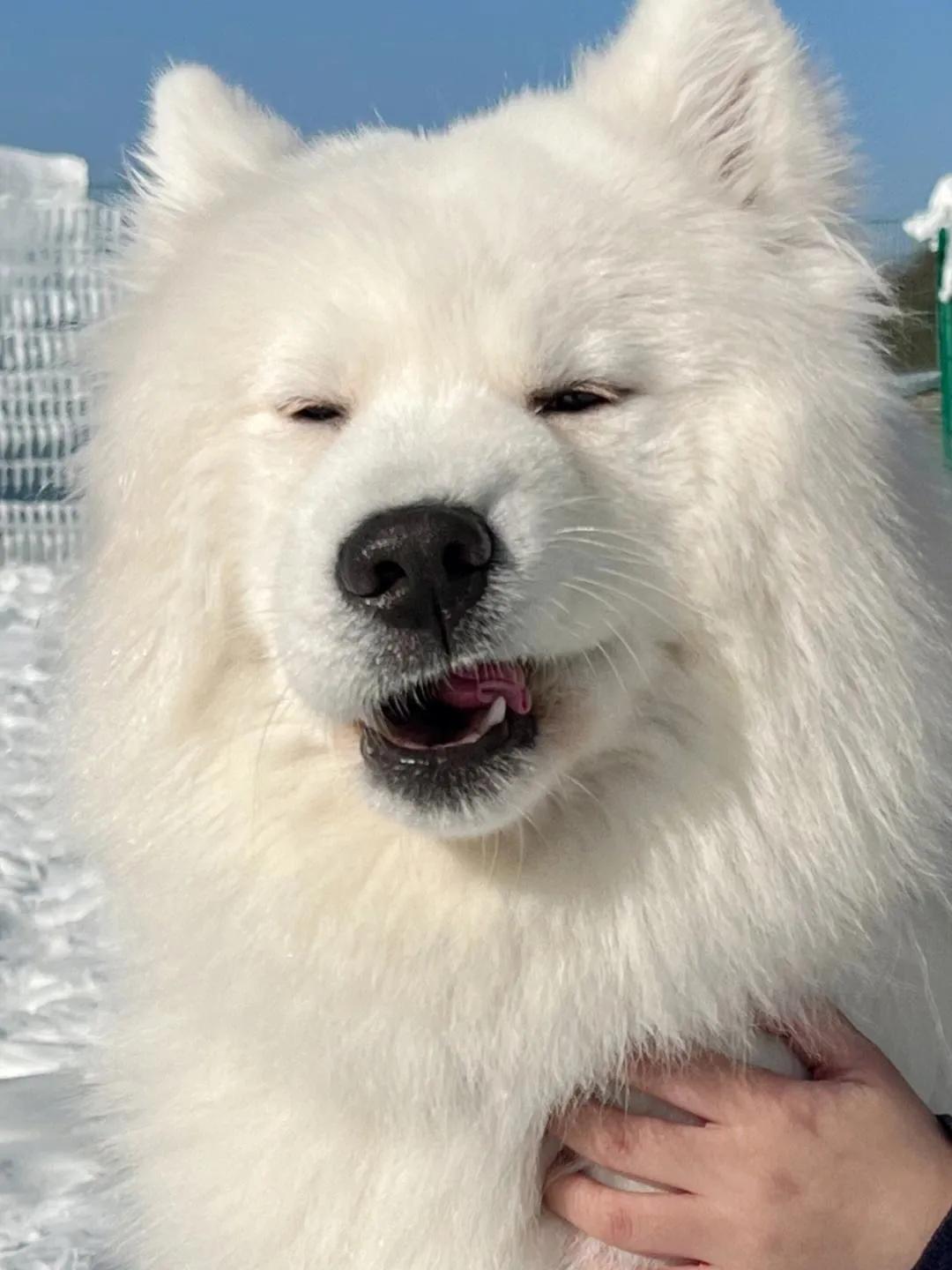 愿我们的世界总有你——狗狗一生的自述