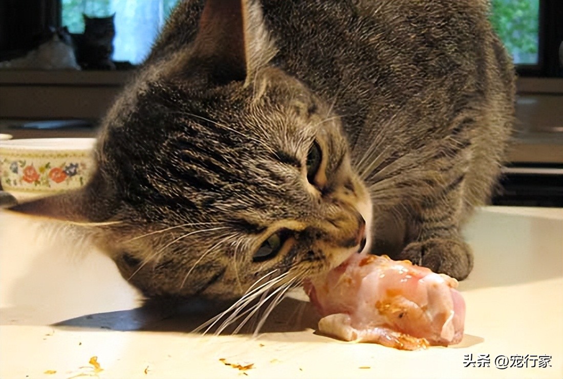 给猫吃肉可以加什么,猫除了吃猫粮和肉还吃什么