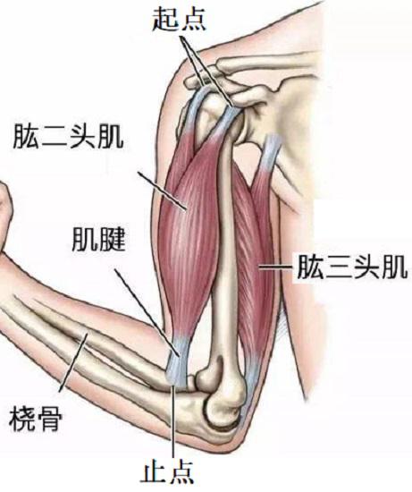 肱二头肌长头肌腱损伤能评伤残吗,肱二头肌长头损伤症状
