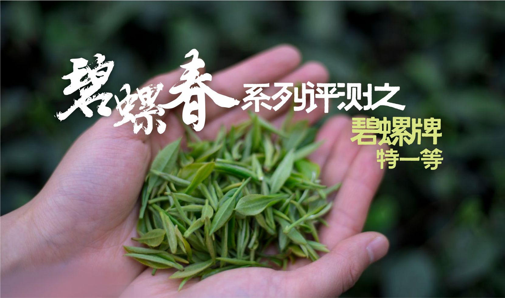 碧螺牌碧螺春和西湖碧螺春,碧螺牌碧螺春和西湖碧螺春哪个好