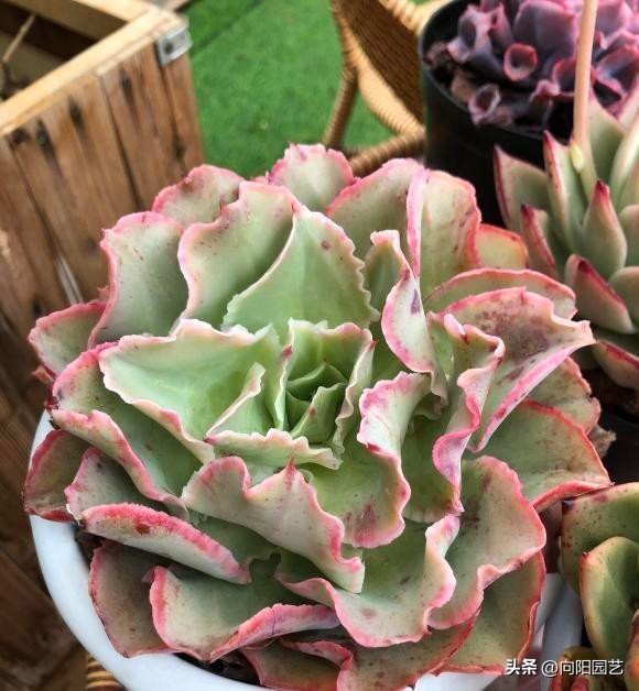 为什么多肉不能大盆养,多肉怎么能养的叶大粗壮呢