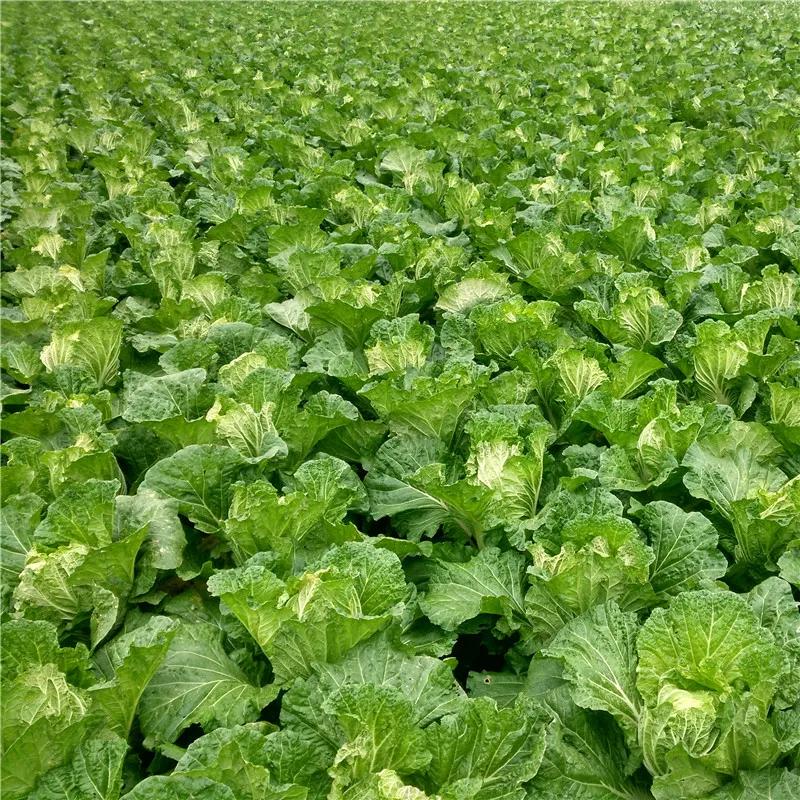 老赵的家庭农场