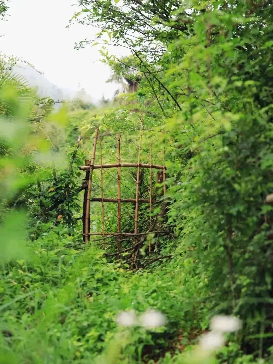 裸辞女教师云南,辞职女教师隐居山村多年