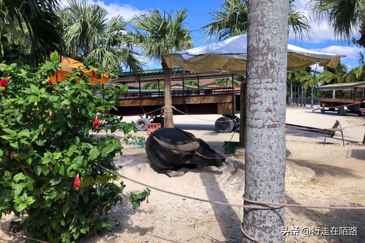 琉球竹富岛：红瓦屋顶石狮镇宅，小葱豆腐长命百岁