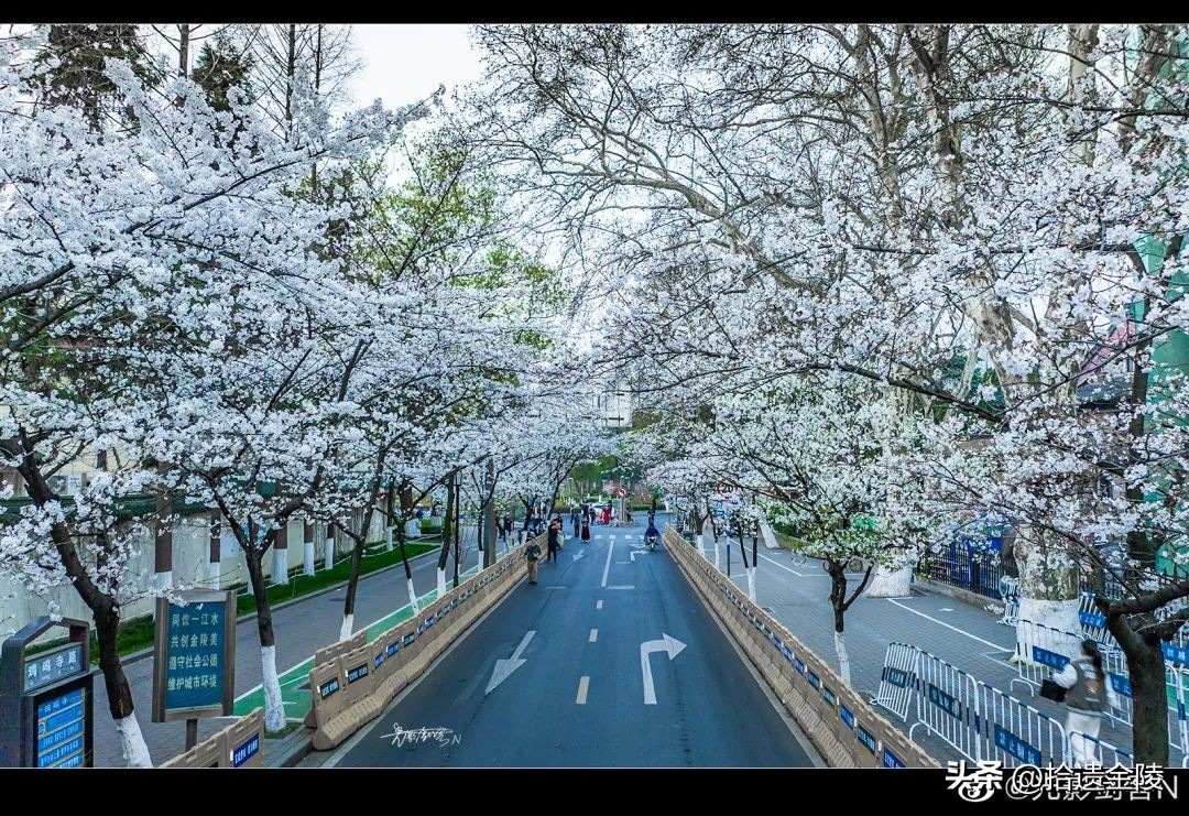 南京鸡鸣寺樱花盛开的时候,鸡鸣寺看樱花要门票吗