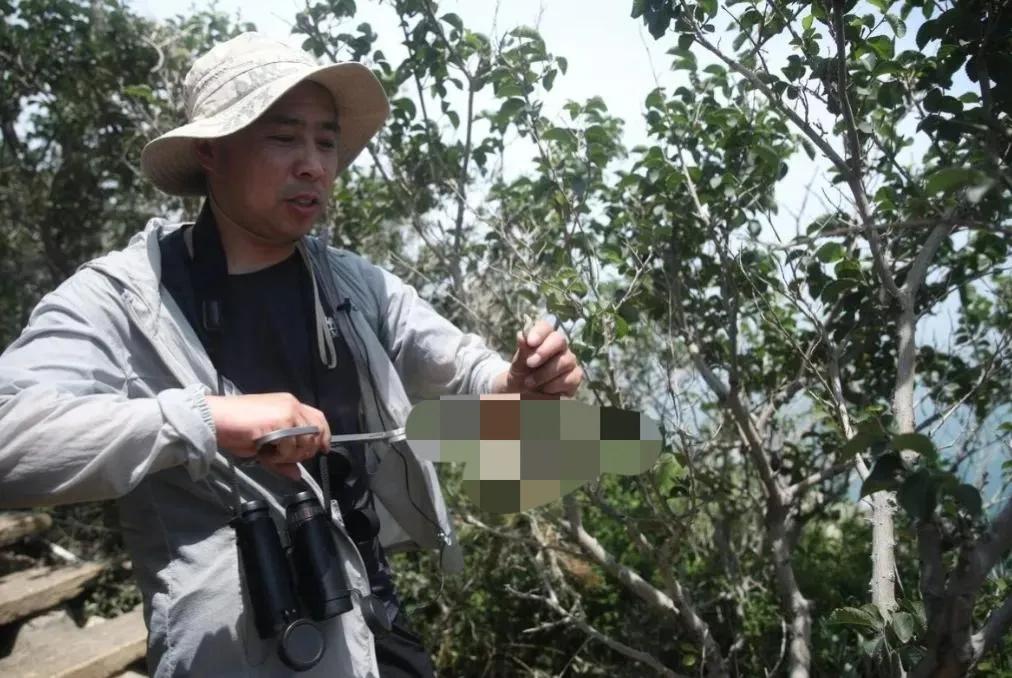 大连蛇岛上的“守蛇人”，守着2万条毒蛇，管蛇吃喝，为蛇涂药水