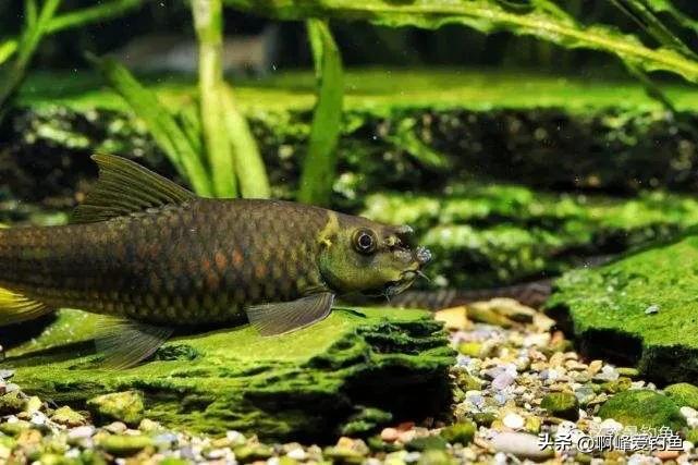 神秘“怪鱼”东方墨头鱼重新现身，曾被怀疑已经绝迹，网友：喜事