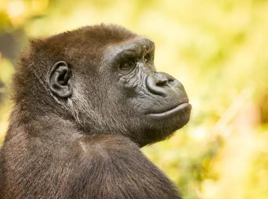 为什么日本人要杂交胚胎实验,日本人的杂交实验成功了吗