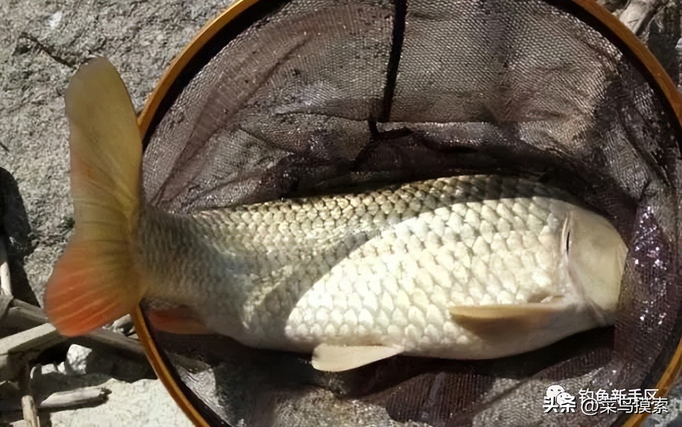 红虫皮筋颗粒怎么挂,红虫皮筋颗粒适合野钓吗