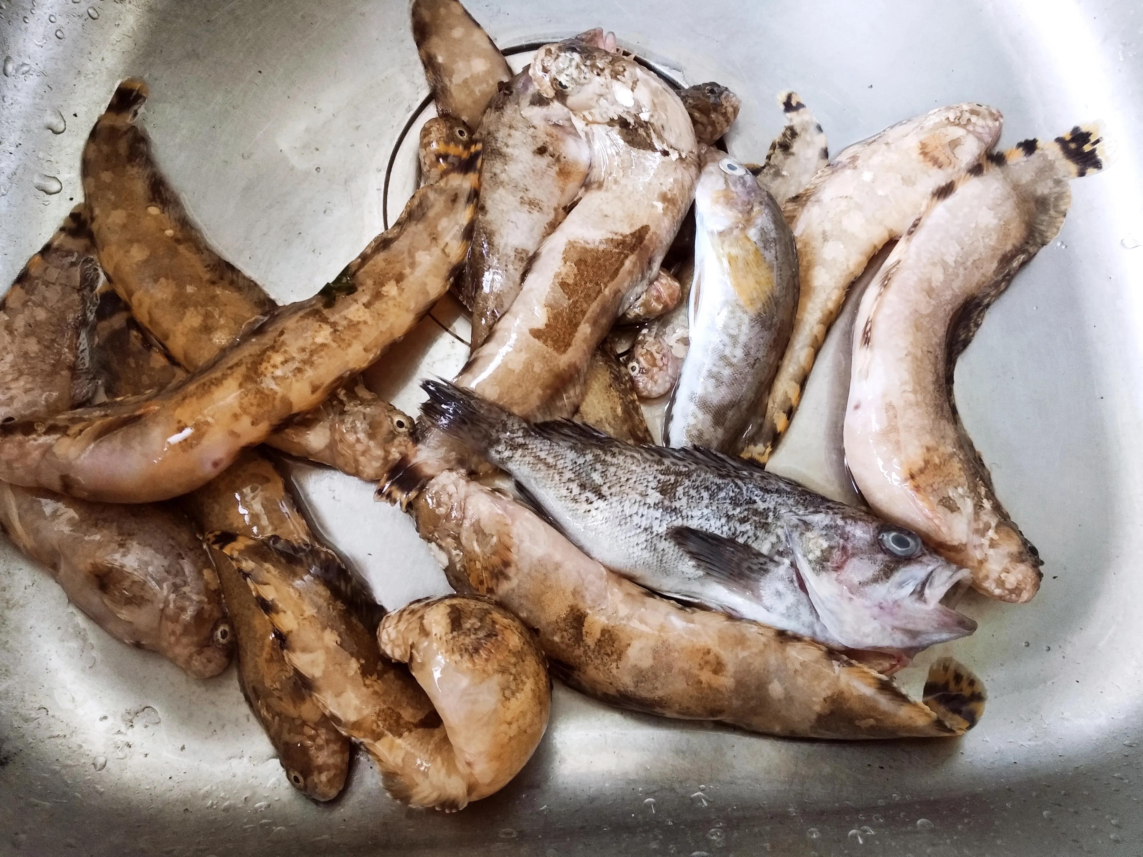 15种常见的海鱼,100种常见食用海鱼图谱