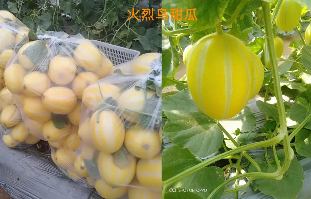 甜瓜新品种5762的种子价格,全国甜瓜价格最新行情