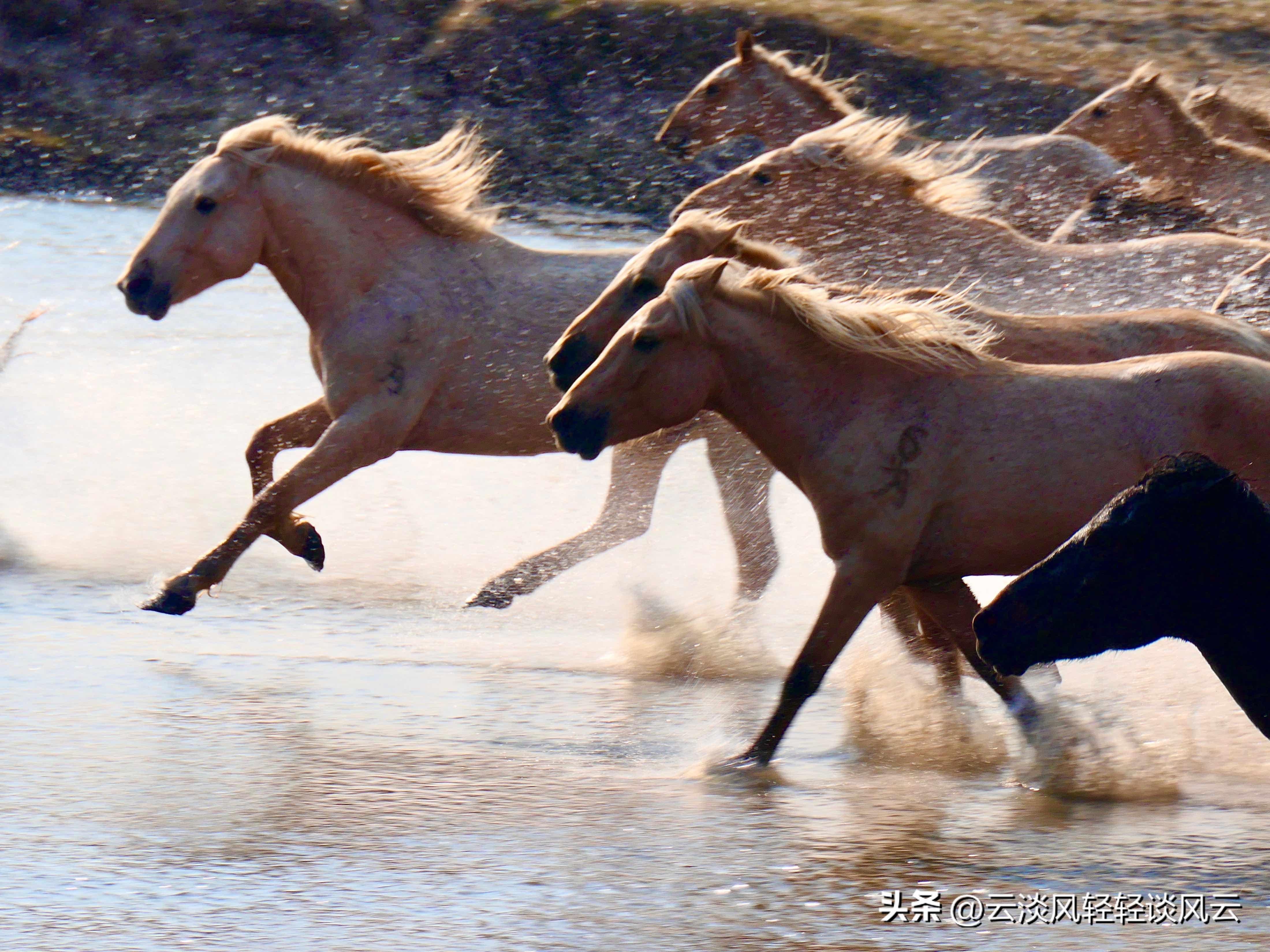 马群名字由来简介,南京马群地名历史