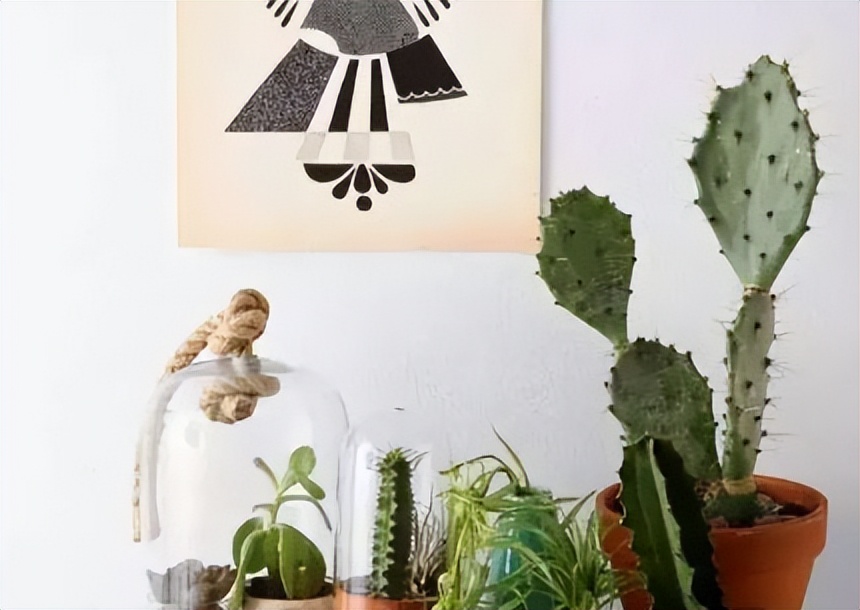 新房种什么植物吸甲醛,什么植物吸甲醛第一名